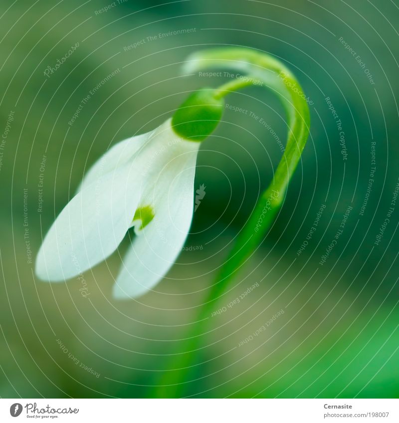 Schneeglöckchen Natur Frühling Blume Duft authentisch einfach schön wild weich mehrfarbig grün Schweden Europa weiß gesättigt pulsierend Vorbau Farbfoto