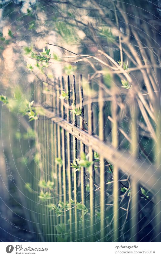 Zaun #2 Häusliches Leben Gärtner Schönes Wetter Pflanze Sträucher Garten alt retro vernünftig Ordnungsliebe Kontrolle Farbfoto Außenaufnahme
