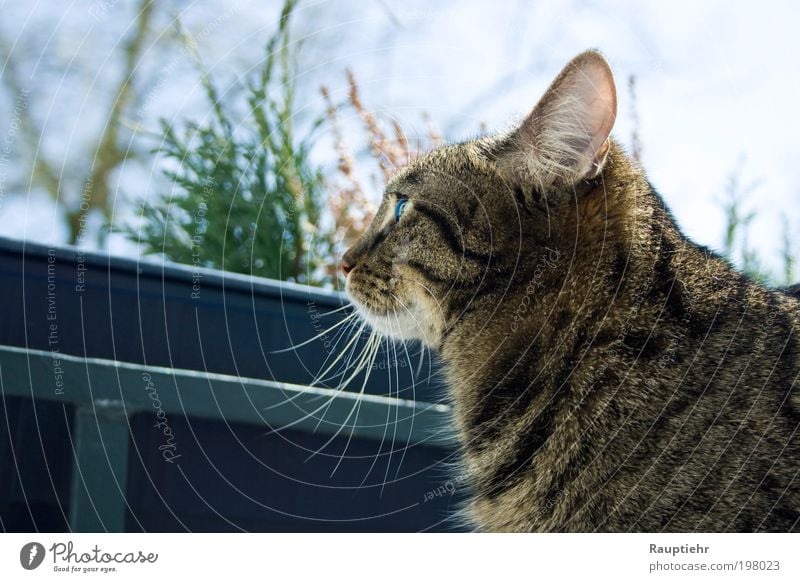 Finally managed. Haustier Katze 1 Tier beobachten träumen Farbfoto Außenaufnahme Tag Tierporträt