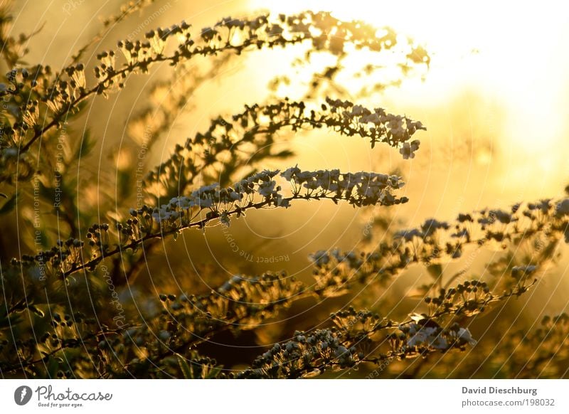 Goldene Zeit harmonisch ruhig Duft Natur Pflanze Sommer Sträucher Blatt Blüte braun gelb gold weiß Sommerabend Blühend sommerlich Farbfoto Außenaufnahme