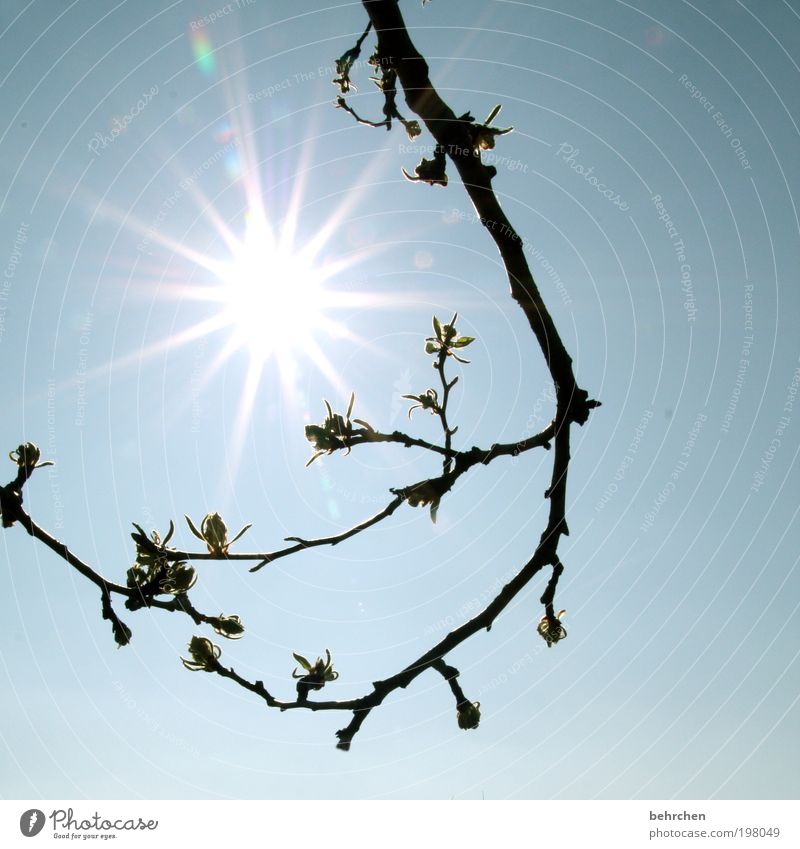 700 watt/m² Umwelt Natur Himmel Frühling Sommer Klimawandel Schönes Wetter Pflanze Baum Sträucher Blüte Garten Park hell Wärme Frühlingsgefühle Begeisterung