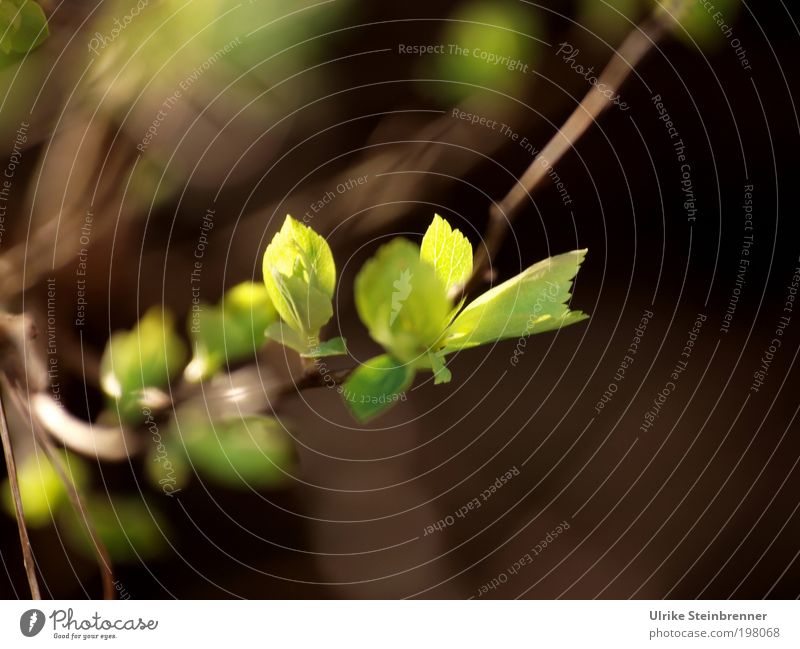 Frühlingslicht auf austreibendem Blattwerk Licht Sonne Sonnenstrahlen Zweig Sträucher Ast durchleuchtet leuchten Schatten verborgen geheimnisvoll Natur Pflanze