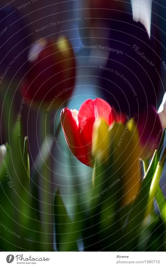 Lieblingsblume Pflanze Frühling Tulpe Blumenstrauß Blühend leuchten schön mehrfarbig rot Frühlingsgefühle Farbfoto Außenaufnahme Menschenleer Textfreiraum oben