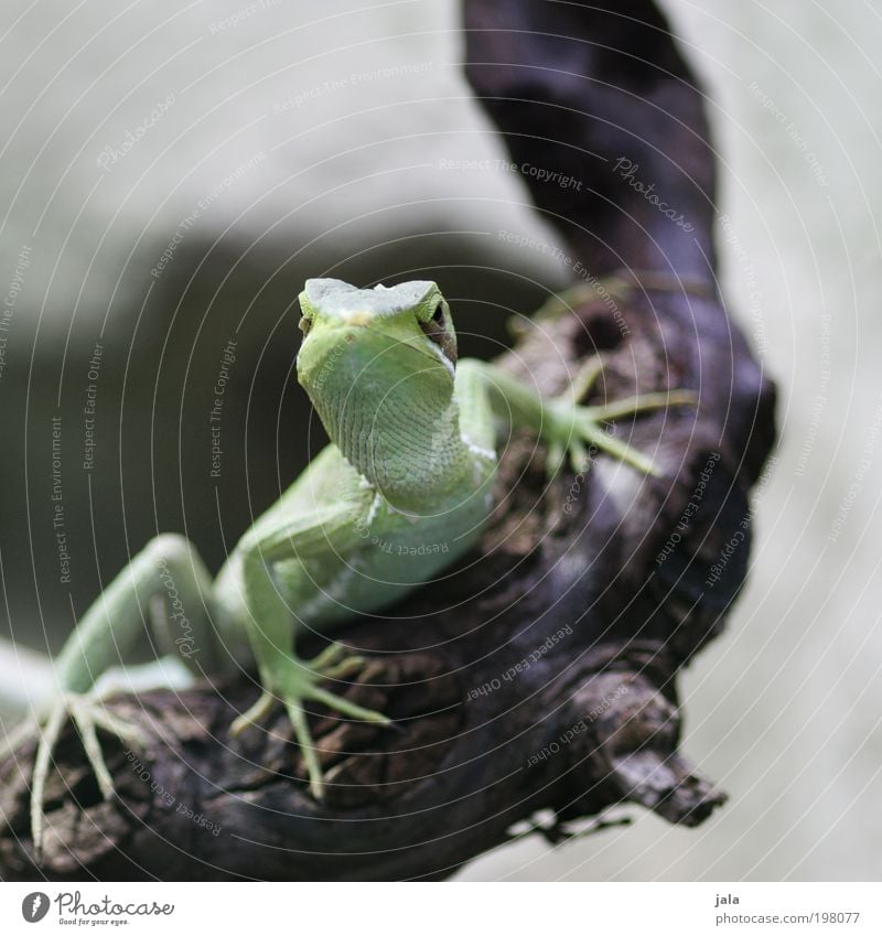 Aufpasser [LUsertreffen 04|10] Tiergesicht Zoo Helm Basilisk ästhetisch schön grün Farbfoto Außenaufnahme Tag Tierporträt Blick in die Kamera