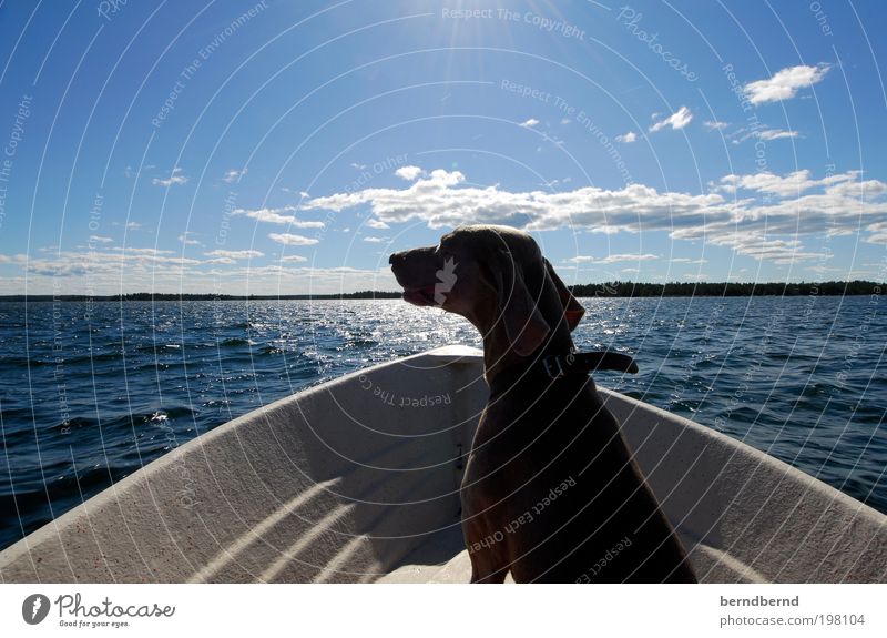 schweden Sommer Sonne Meer Natur Landschaft Wasser Wolken Wasserfahrzeug Tier Haustier Hund Weimaraner 1 Bootsfahrt Holz entdecken Erholung Zufriedenheit