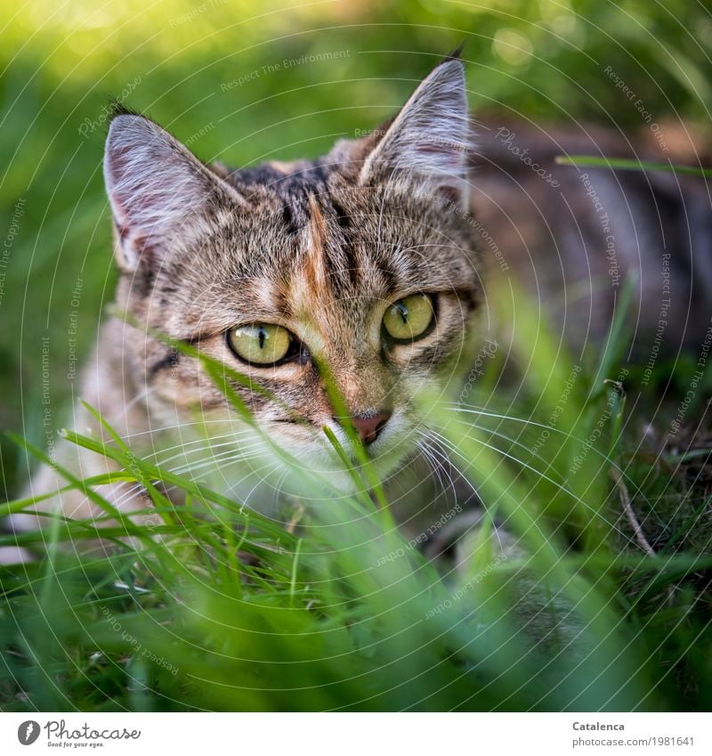 Auf der Lauer, Tigerkatze im Gras Jagd Natur Pflanze Tier Sommer Schönes Wetter Wiese Katze 1 beobachten liegen Blick frech schön braun gelb gold grün Stimmung