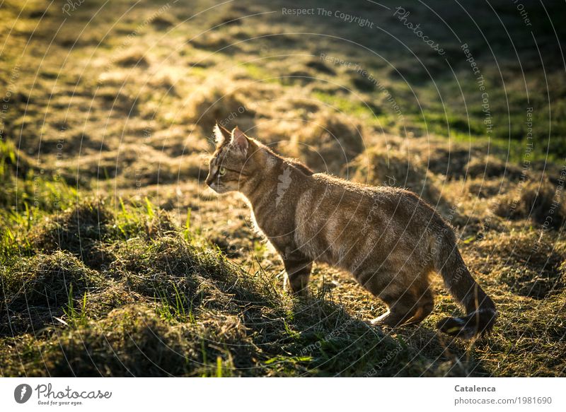 Spätnachmittags schleicht die Katze durch die Wiese Natur Pflanze Tier Sonnenlicht Sommer Schönes Wetter Gras Feld 1 beobachten kaufen Jagd listig braun gelb