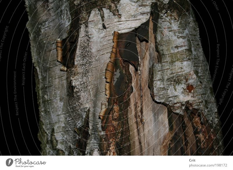 Baumrinde Natur Erde Wildpflanze Tierpaar Holz Umwelt Nahaufnahme Detailaufnahme Strukturen & Formen Menschenleer Nacht