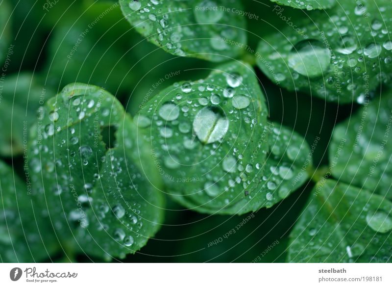 Clover Leaf / Kleeblatt Natur Pflanze Erde Wasser Wassertropfen Regen Blatt Grünpflanze Wiese Feld Hügel schön kalt grün Glück Zufriedenheit Farbfoto