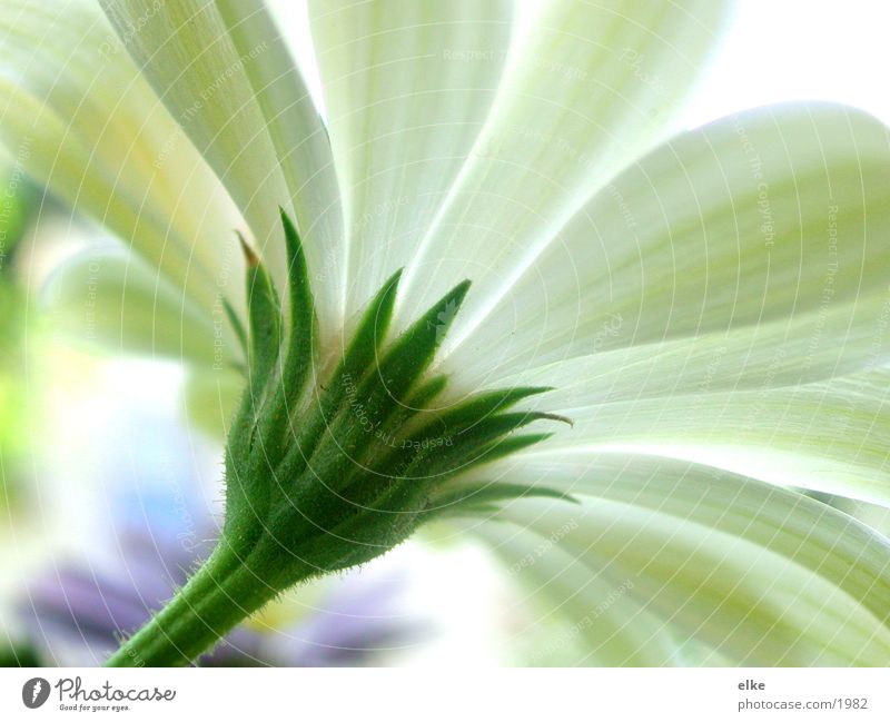 zur sonne Stengel Pflanze Blume Blatt Wachstum grün Blüte Pflanzenteile Botanik Blühend Natur Sonne
