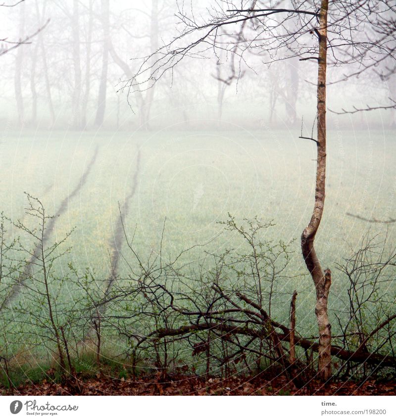 Leben allein und frei wie ein Baum Umwelt Natur Landschaft Pflanze Wasser Nebel Sträucher Feld Wachstum kalt Birke Unterholz feucht Zweig Ast Frost Ackerfurche