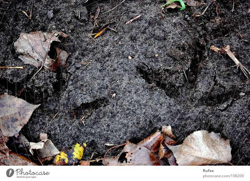 Bodenprobe Umwelt Natur Erde Pflanze Blatt braun schwarz Spuren Waldboden Fährte Abdruck Fußspur Farbfoto Außenaufnahme Detailaufnahme Menschenleer