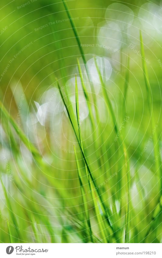 grasgrün Erholung ruhig Gartenarbeit Umwelt Natur Frühling Sommer Pflanze Gras Halm Wiese Fröhlichkeit frisch hell nass positiv Lebensfreude Frühlingsgefühle