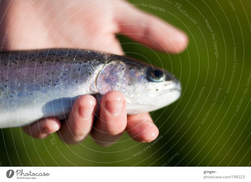Frischer Fisch Tier Schuppen 1 lecker nass Angebot Tod gefangen Hand zart Fischauge Forelle anbieten festhalten Präsentation Mahlzeit Finger Sauberkeit