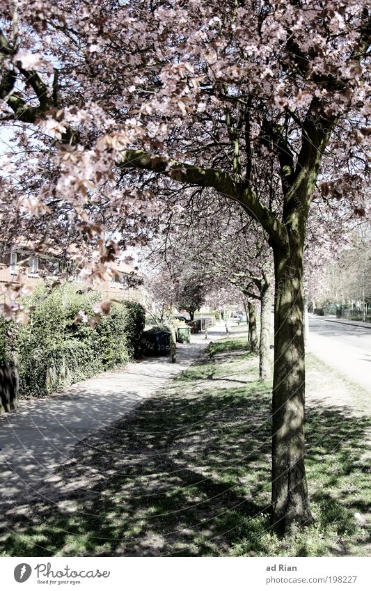 Wenn Bäume schatten spenden Menschenleer Garten Fußgänger Straße Wege & Pfade leuchten Außenaufnahme Licht Schatten Tag