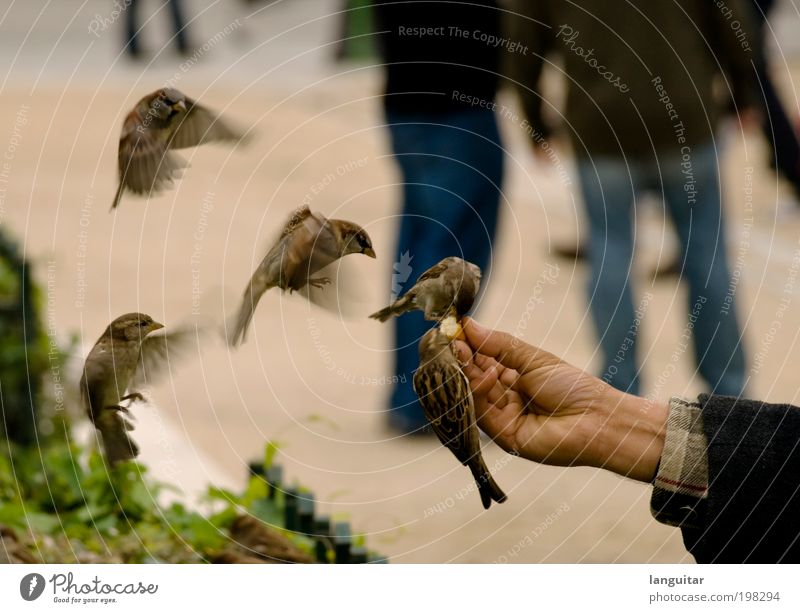 Feeding Time Hand Finger Vogel Flügel berühren fliegen Fressen füttern frech frei niedlich Tierliebe Geschwindigkeit ködern Gezwitscher Krümel Farbfoto