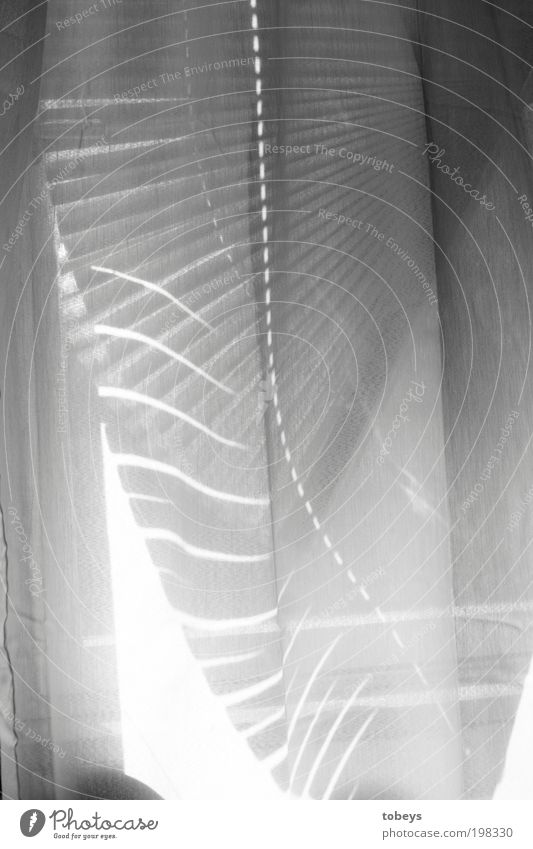 --- Fenster Frühlingsgefühle Vorhang Tuch Stoff Rollladen Linie Biegung Schwarzweißfoto Innenaufnahme Muster Strukturen & Formen Tag Licht Lichterscheinung