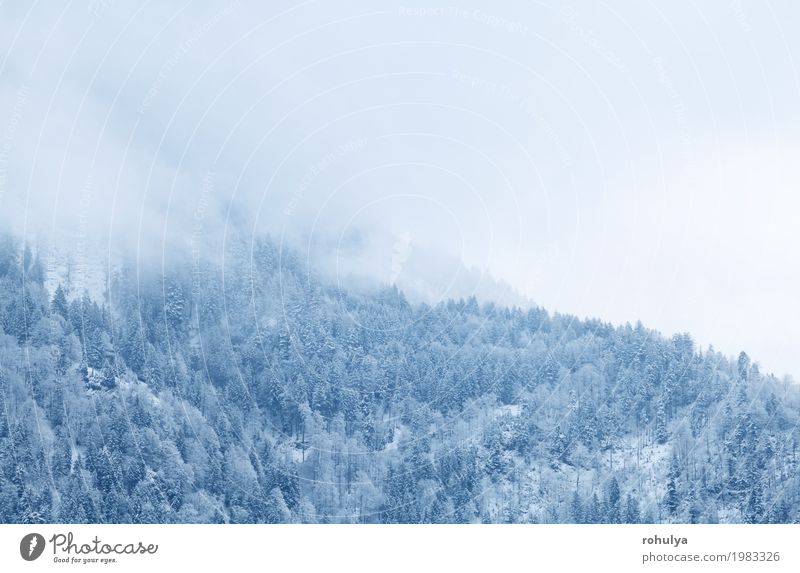 Winterbergwald im Nebel, Alpen, Deutschland Ferien & Urlaub & Reisen Schnee Berge u. Gebirge Natur Landschaft Wetter Eis Frost Schneefall Wald weiß kalt