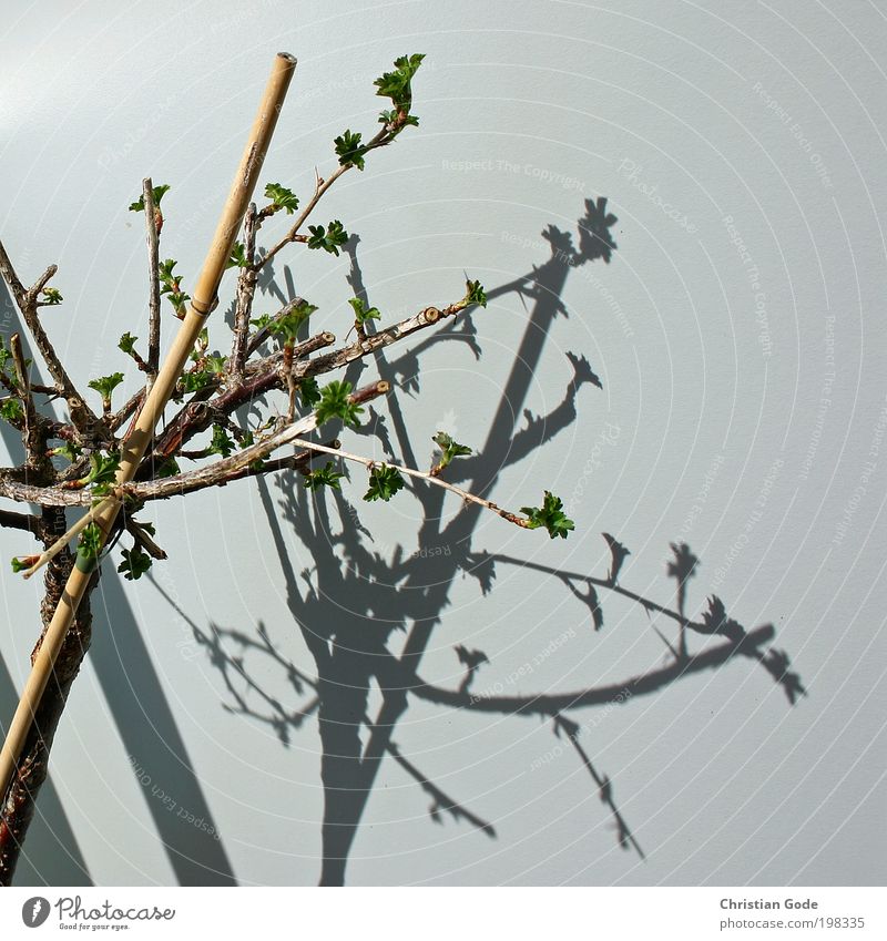 Gewächs Umwelt Natur Pflanze Tier Baum Sträucher Holz grau grün Ast Wand Schatten Strebe Stock Balkon Balkonpflanze Blütenknospen Bambusrohr Sonne Licht