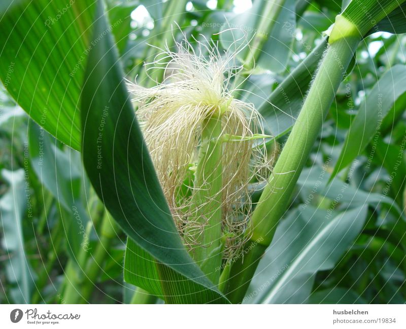noch verschont von gentech Maiskolben Feld Blatt Landwirtschaft Ernährung Getreide Korn Lebensmittel