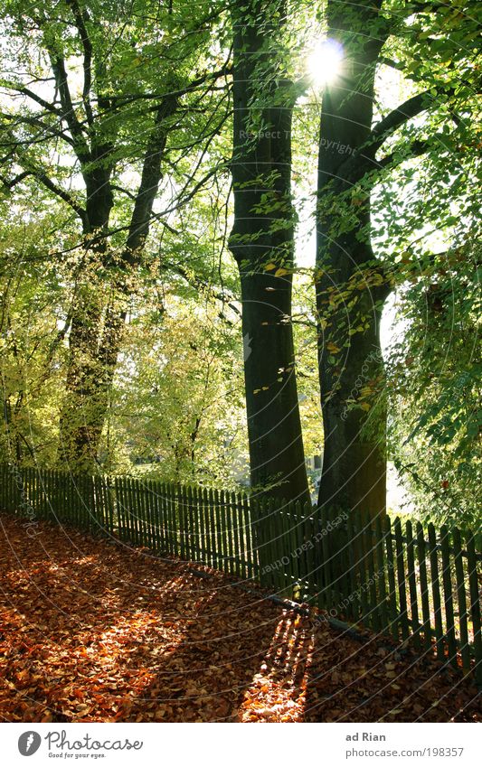 der nächste Herbst Joggen Natur Sonne Sonnenlicht Wärme Baum Sträucher Moos Grünpflanze Garten Park Wald genießen leuchten natürlich Gelassenheit ruhig Ende