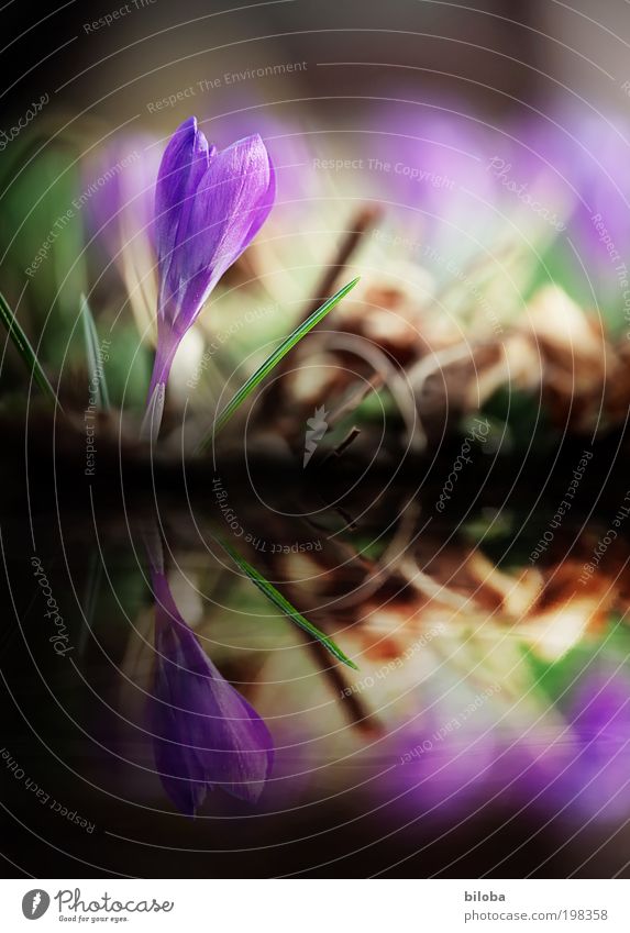 Spieglein, Spieglein... Umwelt Natur Pflanze Wasser Frühling Blüte ästhetisch Duft schön mehrfarbig violett Krokusse Reflexion & Spiegelung Blume