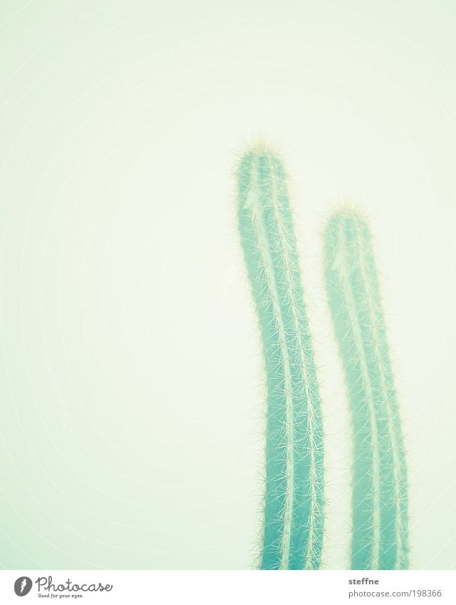 Kack Tus Pflanze stachelig Kaktus pieksen Doppelbelichtung Cross Processing Farbfoto mehrfarbig Innenaufnahme