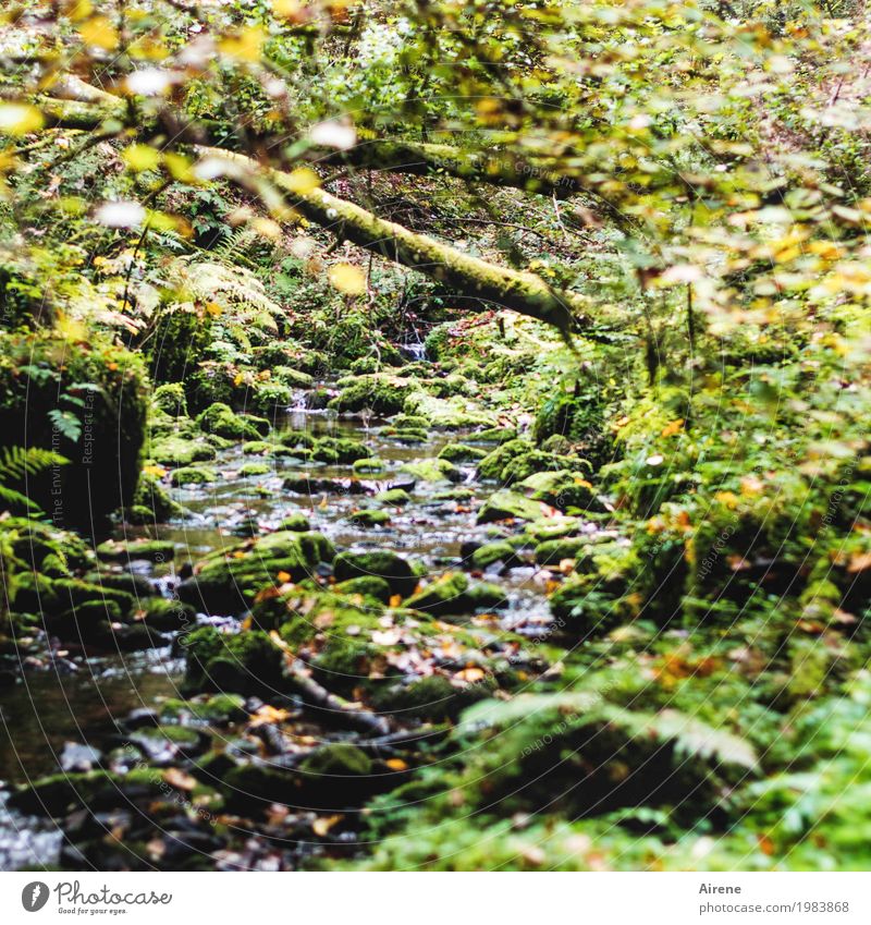 Vorwärtskommen beschwerlich Natur Wasser Wildpflanze Moosteppich Baumstamm Urwald Felsen Bach hängen Wachstum Flüssigkeit nass natürlich wild grün Einsamkeit