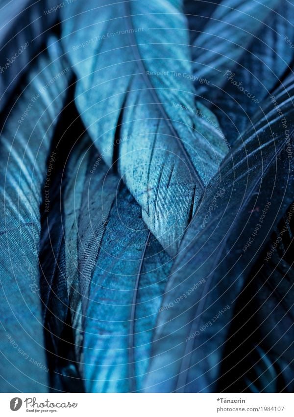 Blauschimmer Vogel Feder ästhetisch blau achtsam ruhig Farbfoto Gedeckte Farben Makroaufnahme Strukturen & Formen Menschenleer Abend Unschärfe