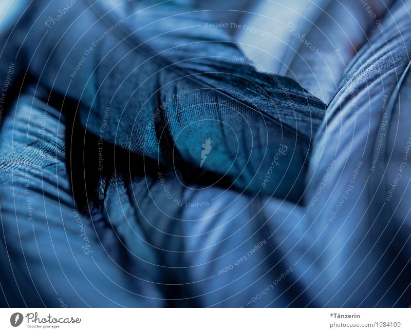 Blauschimmer Vogel Flügel Feder ästhetisch einzigartig schön blau Zusammensein achtsam ruhig Farbfoto Gedeckte Farben Strukturen & Formen Menschenleer Abend