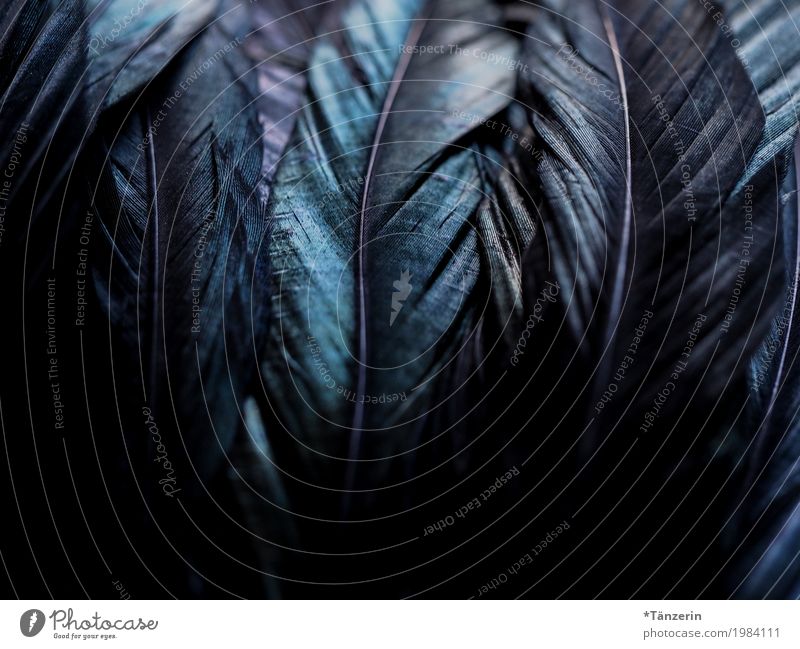 Federn Flügel ästhetisch dunkel natürlich schön blau schwarz Farbfoto Gedeckte Farben Detailaufnahme Menschenleer Unschärfe Schwache Tiefenschärfe