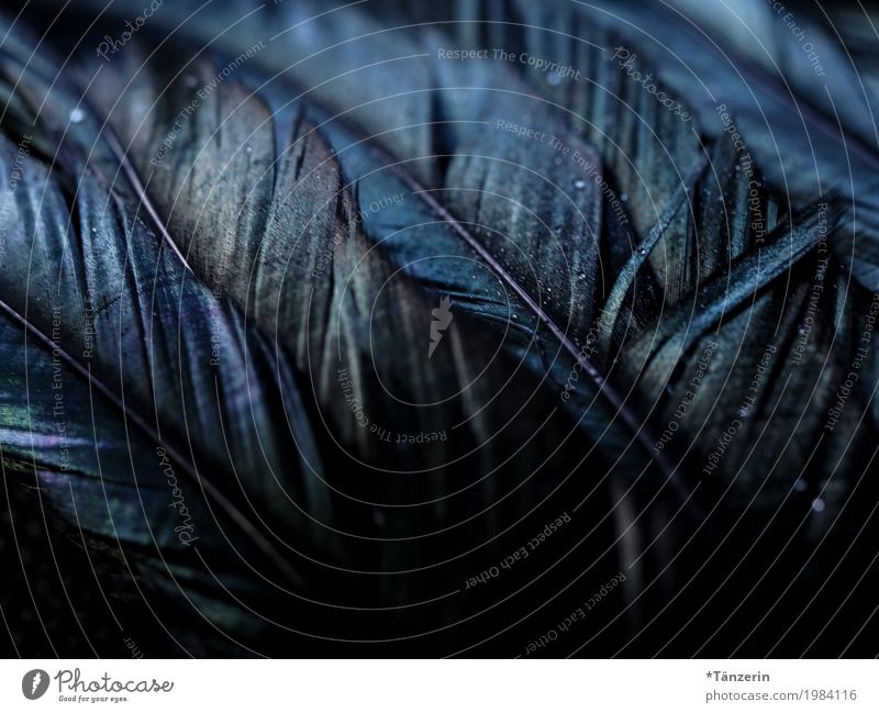 schillernd Flügel Feder ästhetisch dunkel blau schwarz silber Farbfoto Gedeckte Farben Makroaufnahme Menschenleer Nacht Reflexion & Spiegelung Unschärfe
