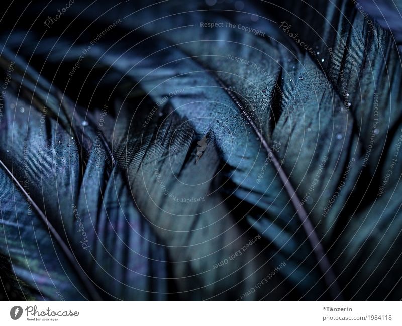 Federn Flügel ästhetisch dunkel blau schwarz Farbfoto Gedeckte Farben Detailaufnahme Makroaufnahme Menschenleer Unschärfe Schwache Tiefenschärfe