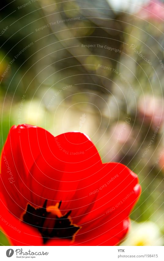 Der Star des Vorgartens Umwelt Natur Pflanze Frühling Schönes Wetter Sträucher Blüte Grünpflanze Garten ästhetisch Duft Wärme weich rot Blume Tulpe Tulpenblüte