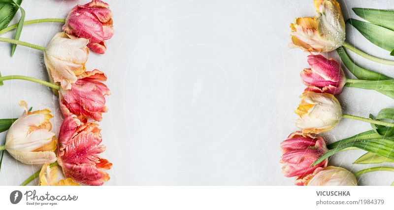 Bunte Tulpen in Pastelfarben Stil Design Dekoration & Verzierung Feste & Feiern Valentinstag Muttertag Hochzeit Geburtstag Natur Pflanze Blume Garten