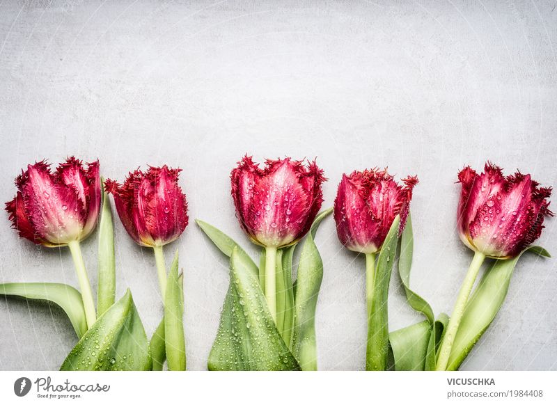 Rote Fransen Tulpen Stil Design Feste & Feiern Valentinstag Muttertag Geburtstag Natur Pflanze Frühling Blume Garten Fahne Blühend Liebe Hintergrundbild rot