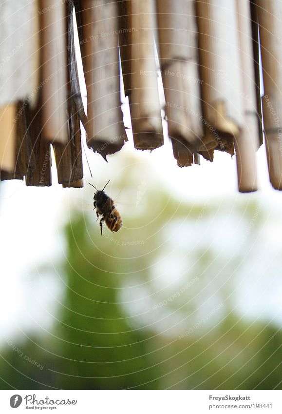 Ich suche mir ein Haus Frühling Schönes Wetter Tier Biene 1 bauen entdecken fliegen bedrohlich elegant frech frei Neugier Geschwindigkeit wild grün