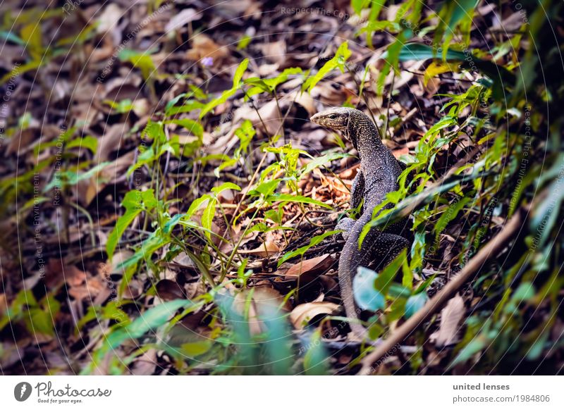 FF# Reisebegleiter Kunst ästhetisch Thailand Urwald Echsen Echsenauge Reptil Unterholz Tier Ein Tier exotisch Farbfoto Gedeckte Farben Außenaufnahme Nahaufnahme