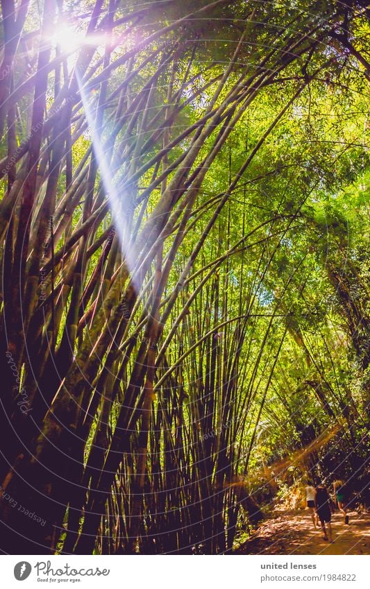 FF# Erkundung Umwelt Natur Klima Klimawandel Garten Park Wald Urwald ästhetisch Abenteuer Sonnenstrahlen grün entdecken abgelegen Baumstamm Waldlichtung