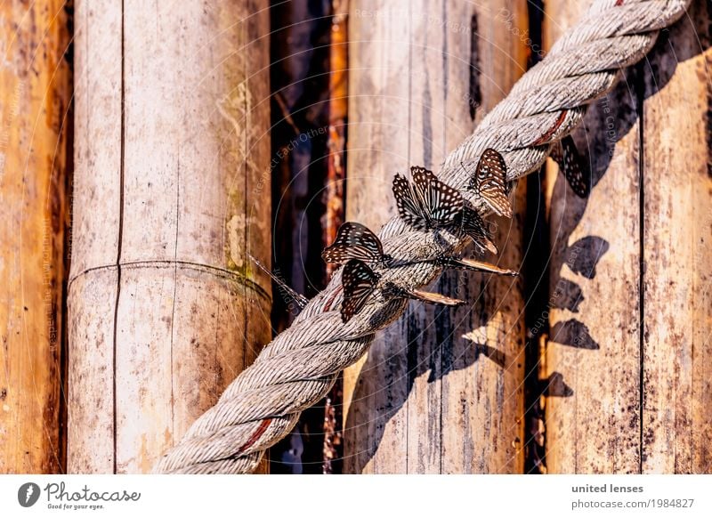 FF# Leichtigkeit Natur ästhetisch Seil Holz Holzwand Schmetterling Schmetterlinge im Bauch schön Wegrand Flügel Menschengruppe Schwarm Idylle Farbfoto