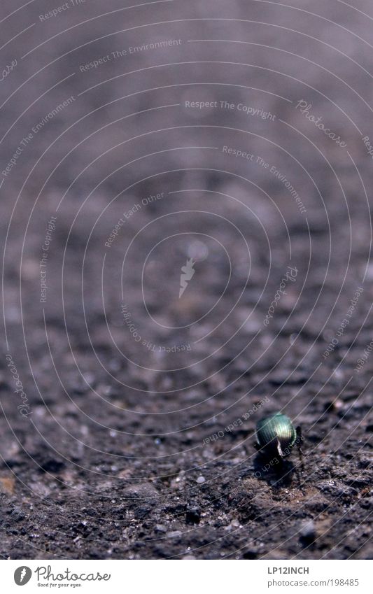 a bug's ass Umwelt Natur Erde Sommer Garten Park Tier Käfer 1 Bewegung krabbeln laufen Unendlichkeit hässlich Tierliebe Verantwortung achtsam fleißig