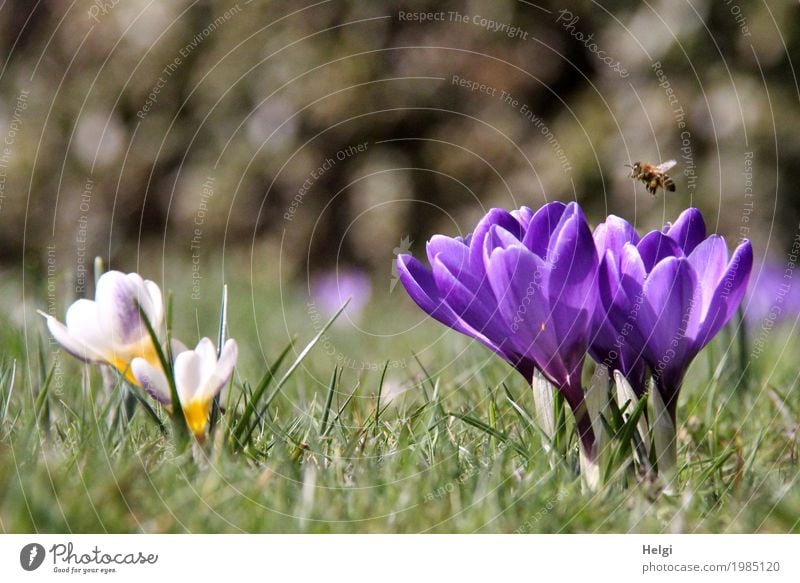 Frühlingswiese ... Umwelt Natur Landschaft Pflanze Tier Schönes Wetter Blume Gras Krokusse Garten Biene 1 Blühend fliegen Wachstum ästhetisch einzigartig klein
