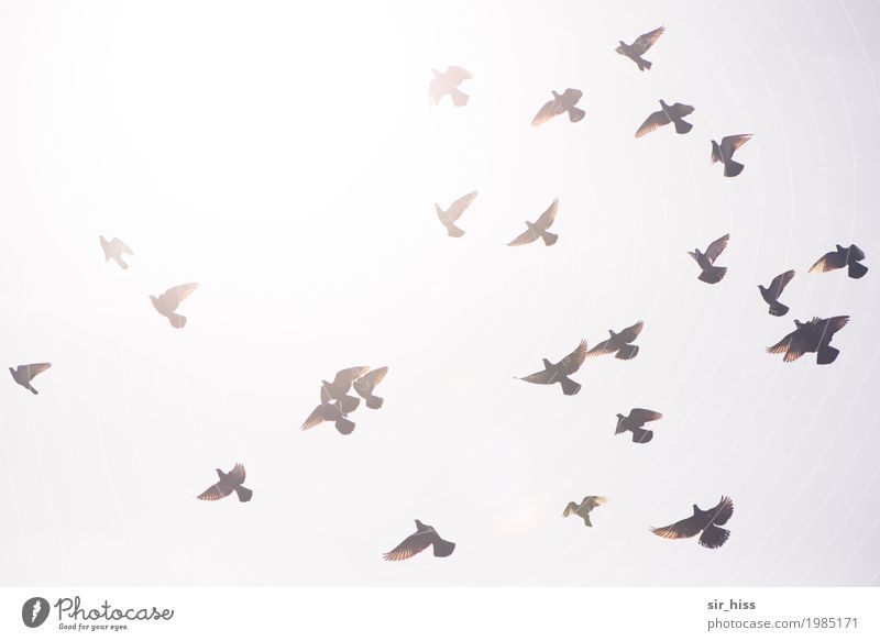 Swarming dispersion Flügel Taube Schwarm fliegen hell Geschwindigkeit braun grau silber weiß Wachsamkeit gefährlich Vogelflug flattern auffliegen Abheben