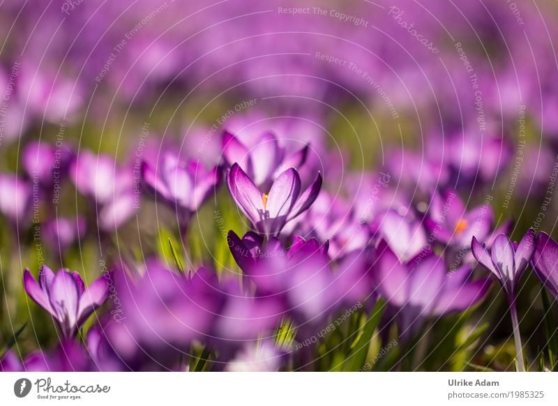 Lila Krokusse (Crocus) - Licht durchflutet elegant Stil Dekoration & Verzierung Tapete Bild Postkarte Natur Pflanze Sonnenlicht Frühling Schönes Wetter Blume