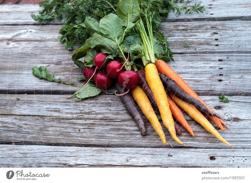 Organische rote Radieschen und Karotten Lebensmittel Gemüse Ernährung Essen Bioprodukte Vegetarische Ernährung Gesundheit Gesunde Ernährung Pflanze Nutzpflanze