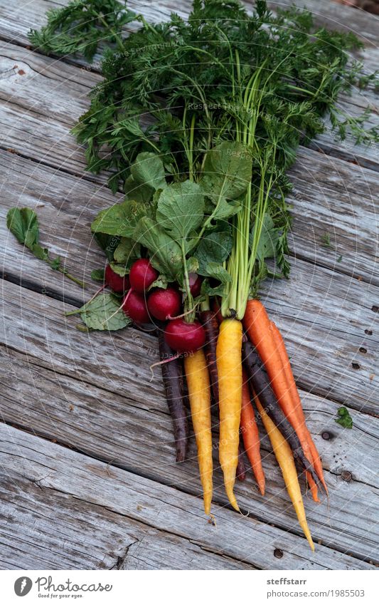Organische rote Radieschen und Karotten Lebensmittel Gemüse Ernährung Essen Bioprodukte Vegetarische Ernährung Diät Gesundheit Gesunde Ernährung Pflanze