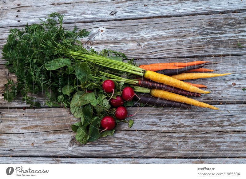 Organische rote Radieschen und Karotten Lebensmittel Gemüse Ernährung Essen Gesundheit Gesunde Ernährung Pflanze Nutzpflanze Diät Wachstum natürlich mehrfarbig