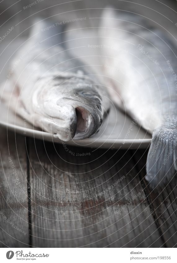 Es ist wieder Freitag, Baby! Lebensmittel Fisch Ernährung Bioprodukte Teller Umwelt Natur Tier Wildtier Tiergesicht Tierpaar blau braun grau silber