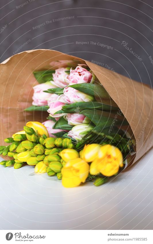 Blumengrüße Dekoration & Verzierung Natur Pflanze Tulpe Blüte Freesie Papier Verpackung wählen Blühend Duft kaufen verblüht authentisch elegant frisch neu schön
