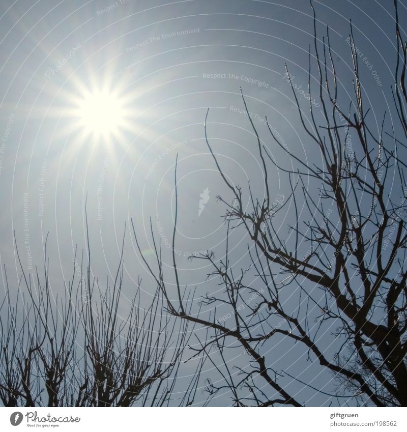 sternenhimmel Umwelt Natur Wolkenloser Himmel Sonne Sonnenlicht Sommer Schönes Wetter Pflanze Baum glänzend Stern Stern (Symbol) Sternenhimmel strahlend hell